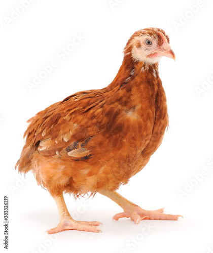 Brown hen isolated.