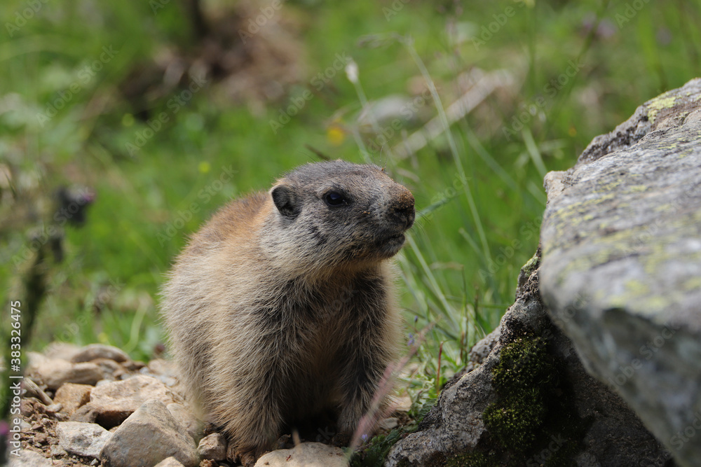 Marmots are large ground squirrels in the genus marmota Marmots are large ground squirrels in the genus marmota