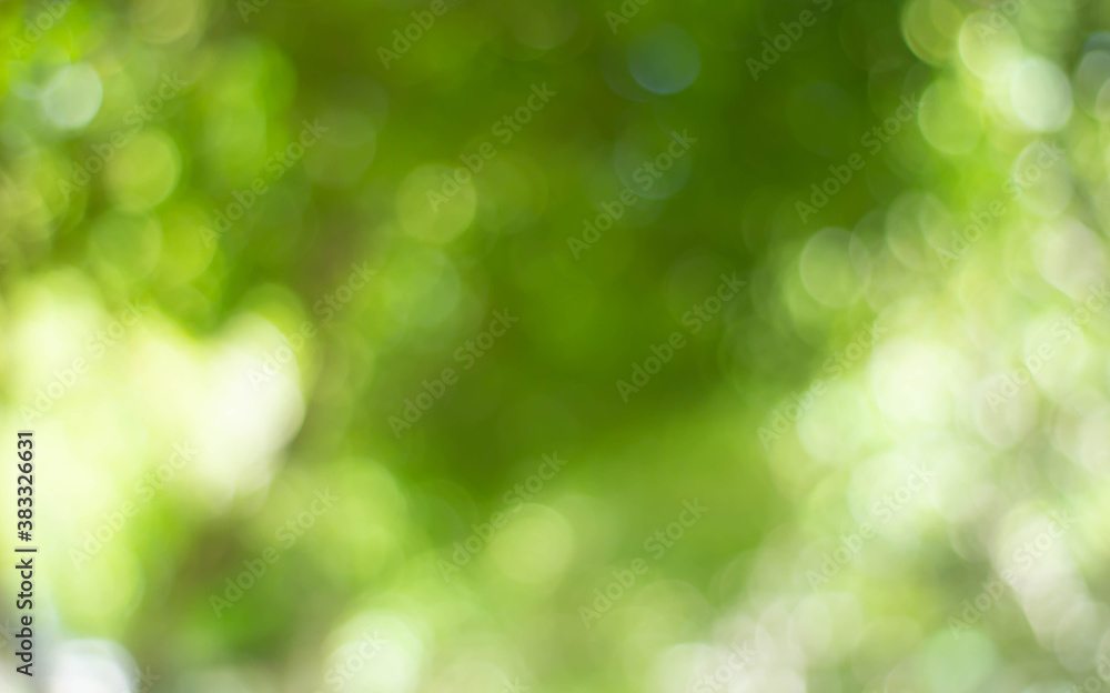 Green bokeh bright blurred green background is a beautiful natural sparkle in the daytime of the trees.