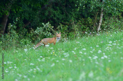 Fototapeta Naklejka Na Ścianę i Meble -  Portrait of red fox walking on the meadow grass