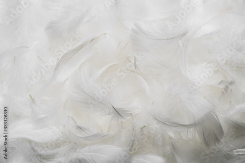 White soft feathers background.