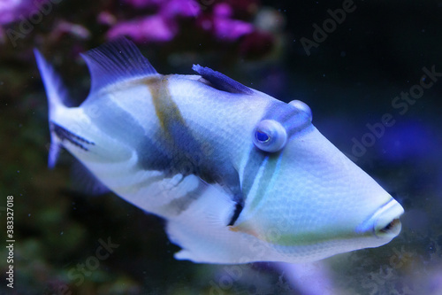 Lagoon triggerfish Rhinecanthus aculeatus, also known as the Blackbar triggerfish, Picasso triggerfish in an aquarium. photo