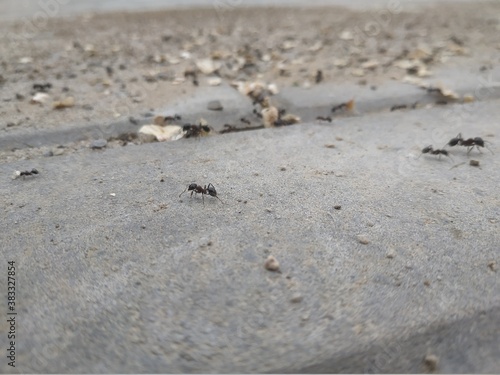 ants on the road