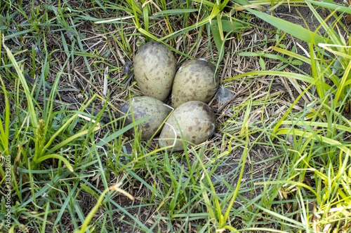 Limosa limosa. The nest of the Black-tailed Godwit in nature. photo