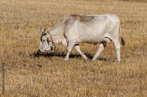 Fototapeta Naklejka Na Ścianę i Meble -  Cow in the foreground in the countryside