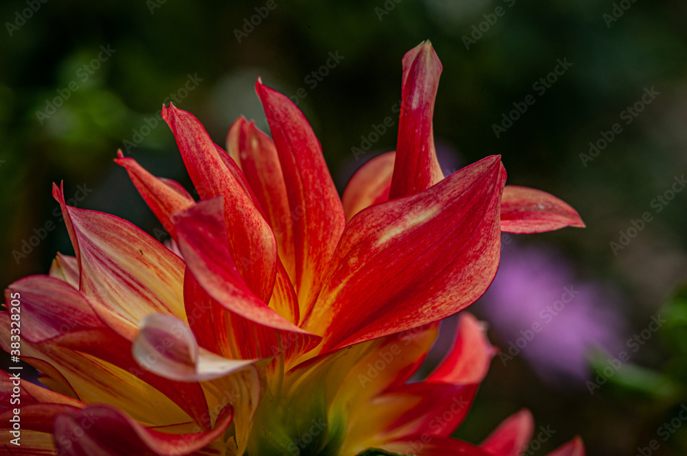 Dahlia Dahlia