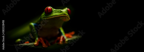 Obraz na plátne Red-Eyed Tree Frog (Agalychnis callidryas) Night Closeup Banner
