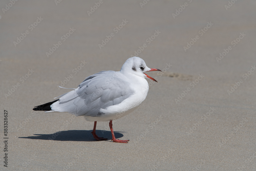 Fototapeta premium stehende Möwe am Strand mit offenem Schnabel