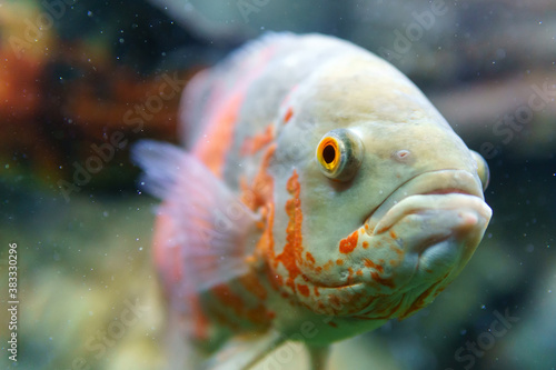 ocular astronotus or Oscar fish in an aquarium close-up. selective focus