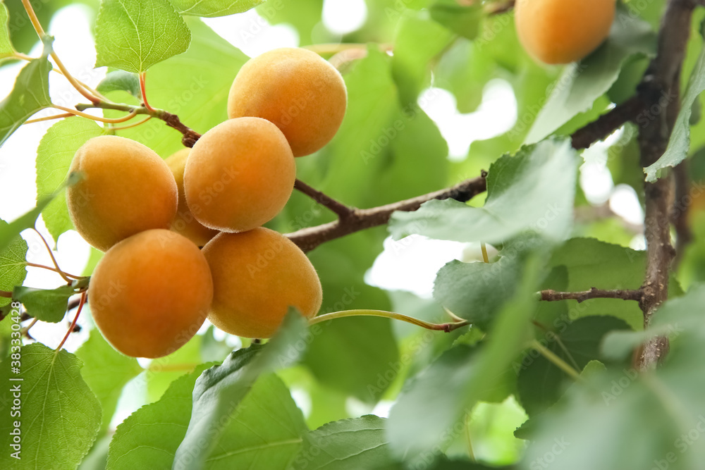 Delicious ripe apricots on tree outdoors, closeup Delicious ripe apricots on tree outdoors, closeup