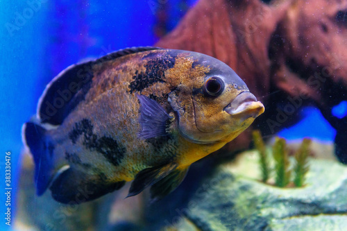 Aquarium fish. Cichlid astronotus, or Oscar. Freshwater fish. The bright Oscar fish is a South American freshwater fish from the cichlid family.