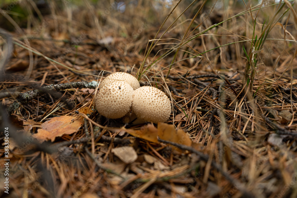 setas en Otoño setas en Otoño