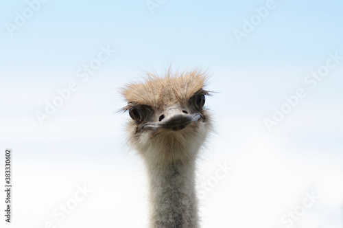 Close up ostrich head against on a white background. Struthio camelus.