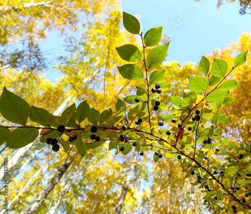Branch of Common buckthorn (Rhamnus cathartica) tree in autumn. Beautiful bright view of black berries and green leaves close-up.