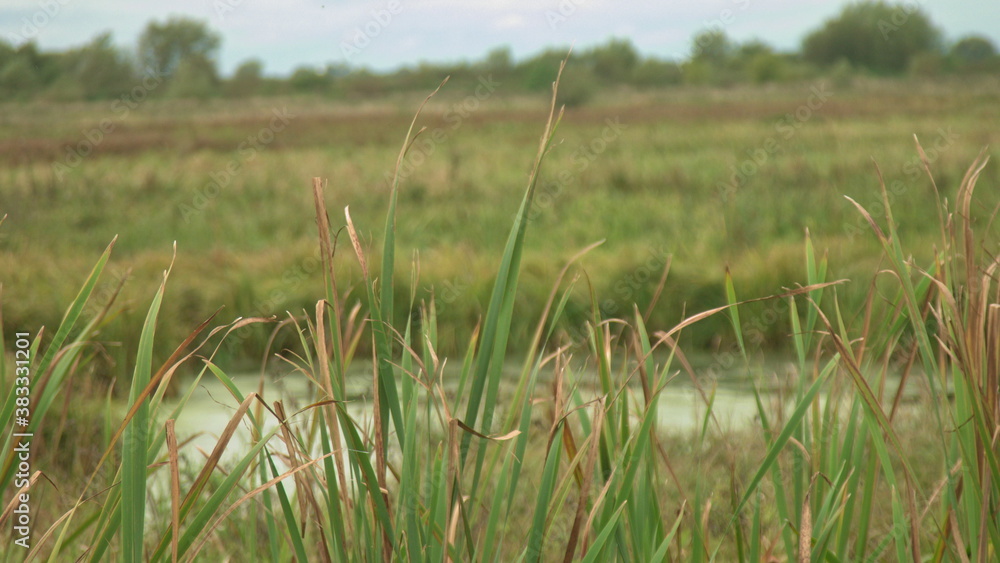 nature photography, grass in the forest and near the lake nature photography, grass in the forest and near the lake