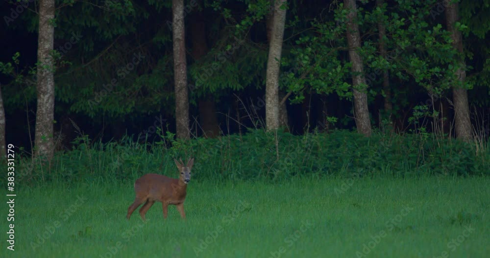Closeup shot of baby deer standing in front of the forest. Closeup shot of baby deer standing in front of the forest.