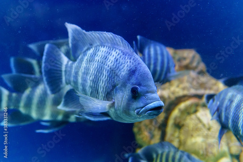 Nile tilapia fish is species of tilapia. Commercially important as a food fish and is also farmed. It is also commercially known as mango fish photo
