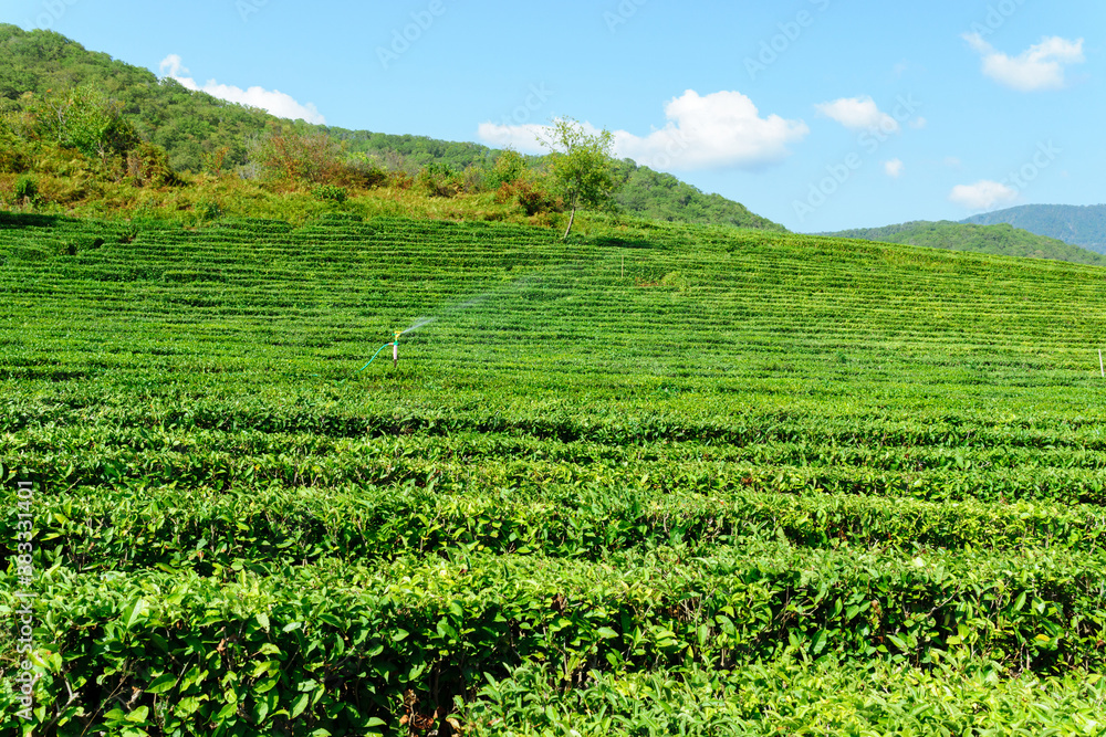 Tea plantation. The tea in Europe. Nature Agricultural Farming Organic Field.