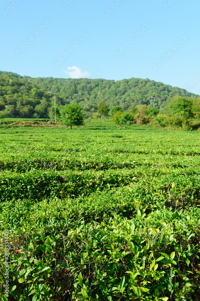 tea plantation landscape nature. growing tea, harvest vertical photo