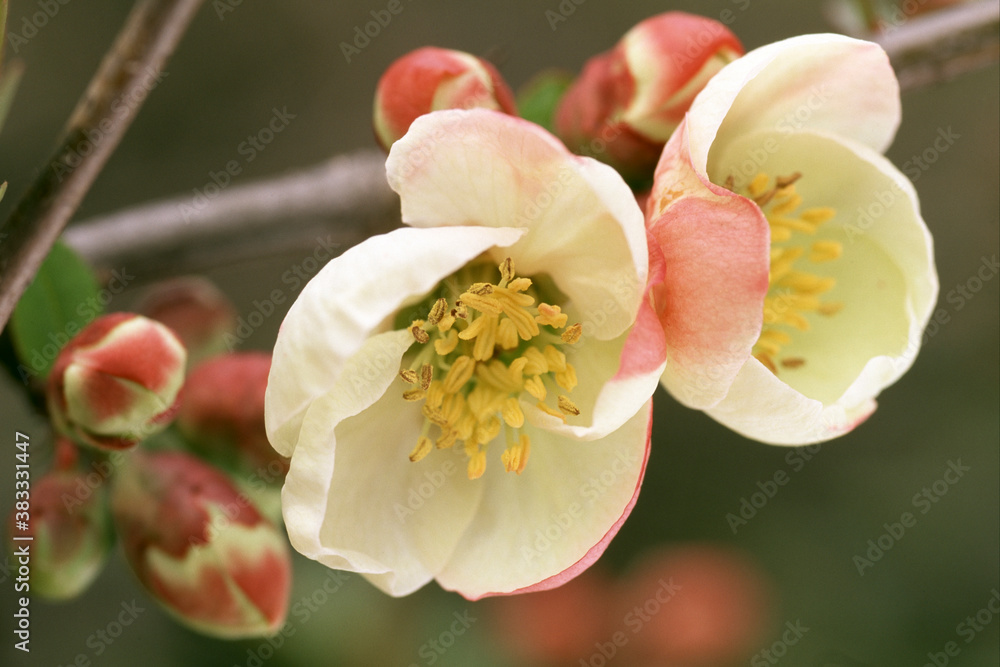 Obraz premium ボケ