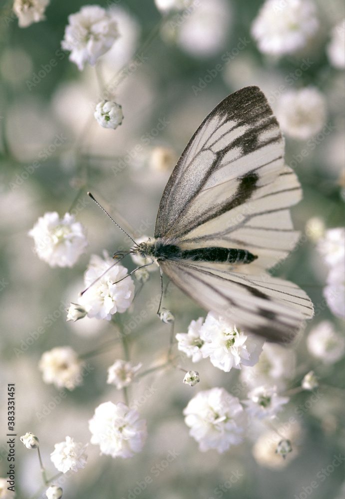 Obraz premium カスミソウ