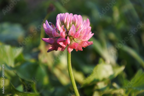 Pink clover flower.