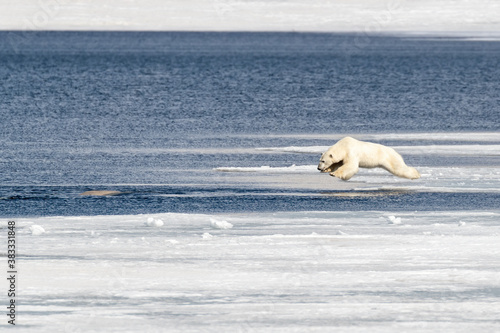 Valokuvatapetti Polar bear in mid air as he jumps from the ice into the Arctic ocean