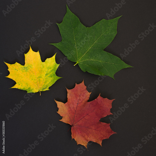 three multicolored maple lst, red, yellow, green, on a black background. The idea is autumn leaves, a sorrel for decor.