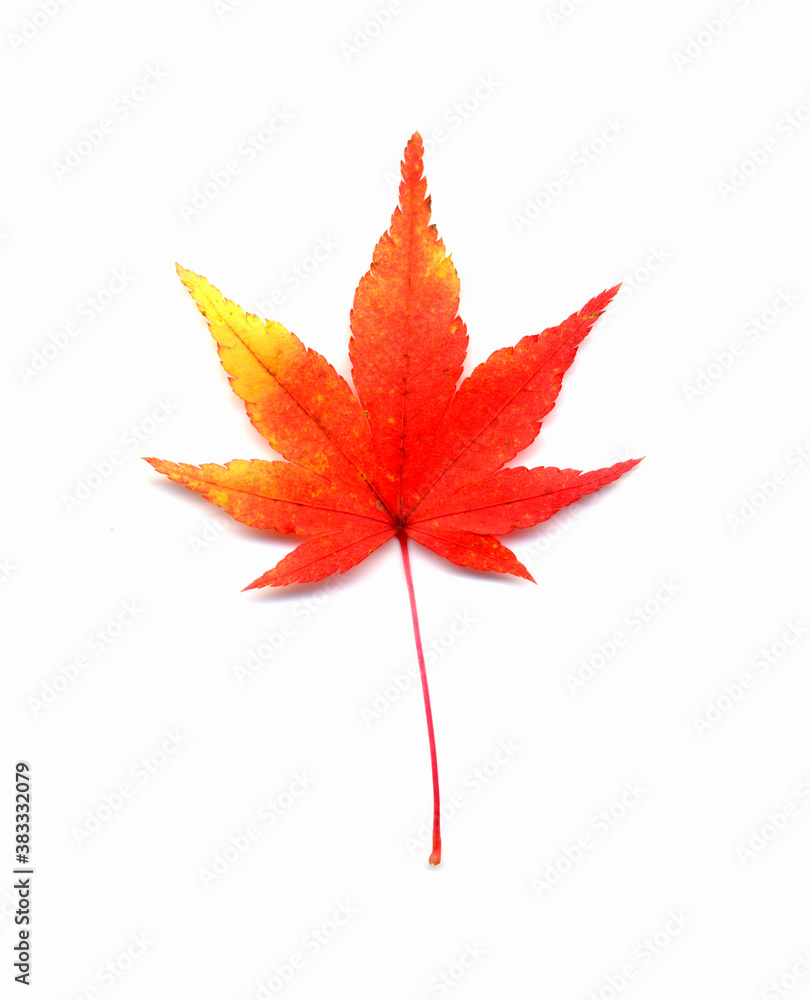 イロハモミジ紅葉