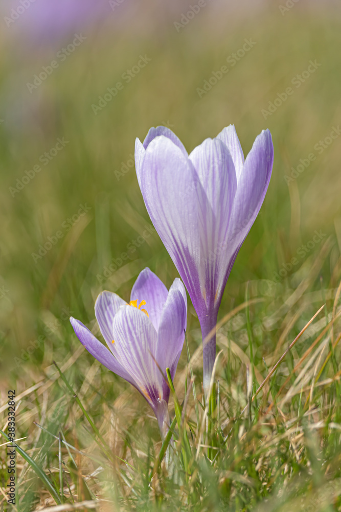 Fototapeta premium Purple crocus flowers
