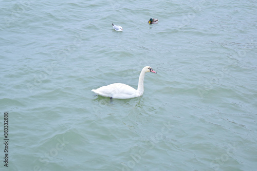 Top view of a white swan in the sea. Birds © YAROSLOVEPHOTOVIDEO