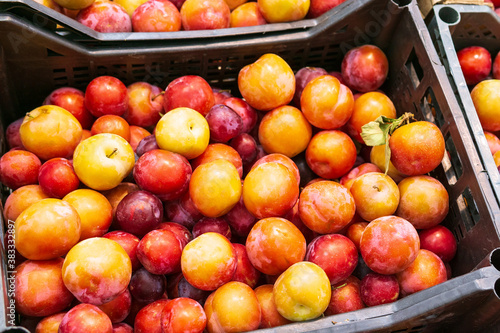 yellow red plums on the shelves of a fruit hypermarket
