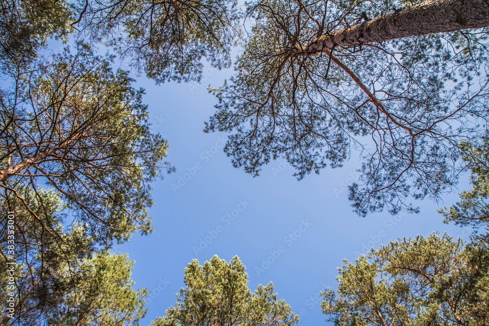 Fototapeta premium Pine forest seen upwards against the sky on a sunny day 