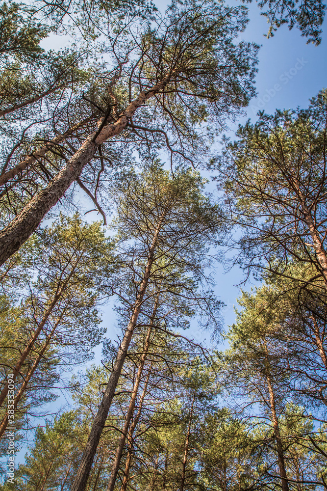 Pine forest seen upwards against the sky on a sunny day
Pine forest seen upwards against the sky on a sunny day