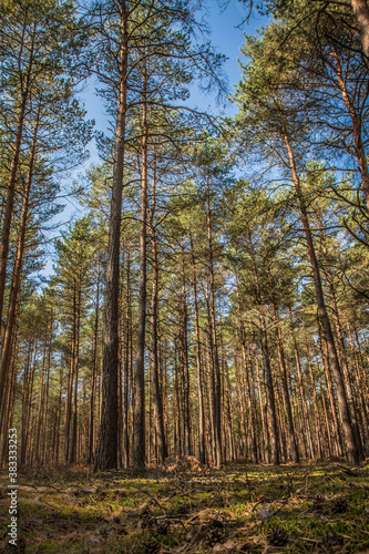 Pine forest on a sunny day