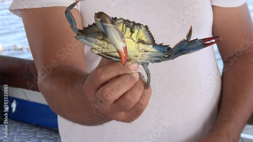 Dalyan, Turkey - 24th of September 2020: 4K Man is holding a blue crab just cought from boat
 photo