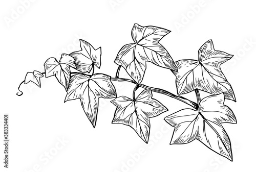 Ivy branch. Vector line sketch
