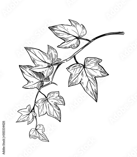 Ivy branch. Vector line sketch photo