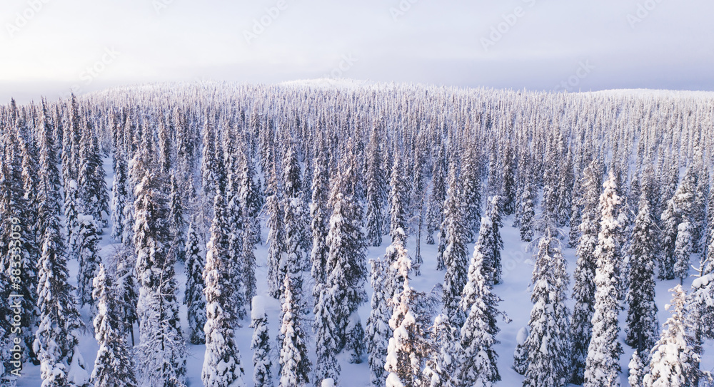 Aerial view from drone of white coniferous forest trees covered by snow,bird’s eye view of snow capped scenic landmark Riisitunturi National park in Lapland with two people hiking on scenery path. Aerial view from drone of white coniferous forest trees covered by snow,bird’s eye view of snow capped scenic landmark Riisitunturi National park in Lapland with two people hiking on scenery path.