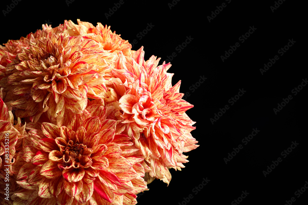 Beautiful coral dahlia flowers on black background, closeup. Space for text
