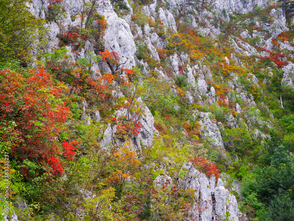 Autumn background in Tesnei Gorges, Romania, Europe