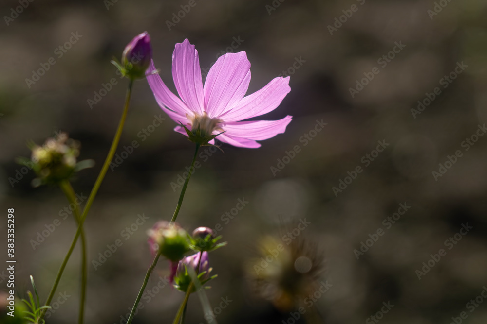 Fototapeta premium Warszawianka