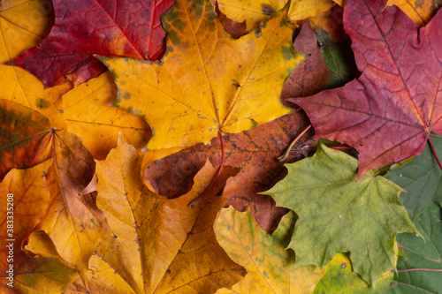 An intensely colorful autumn maple leaf lies on the fall forest floor background