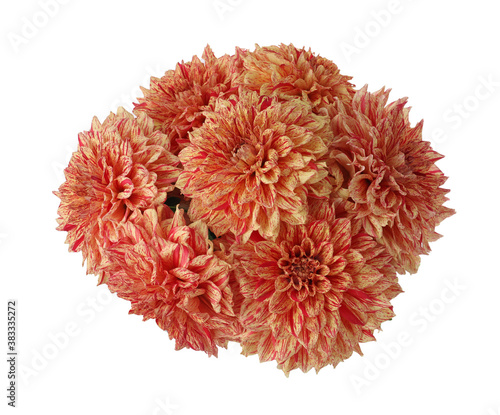 Beautiful coral dahlia flowers on white background