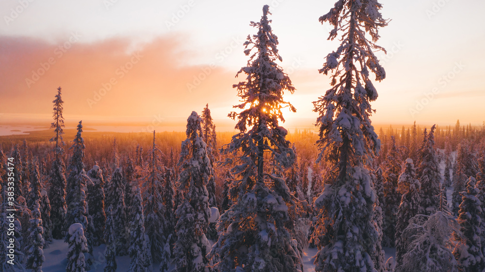 Aerial view from drone of snowy pines of endless coniferous forest trees in Lapland National park, bird’s eye scenery  view of natural landmark in Riisitunturi on winter season at sunset golden light - obrazy, fototapety, plakaty 