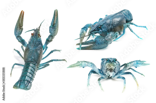 Set of blue crayfishes isolated on white