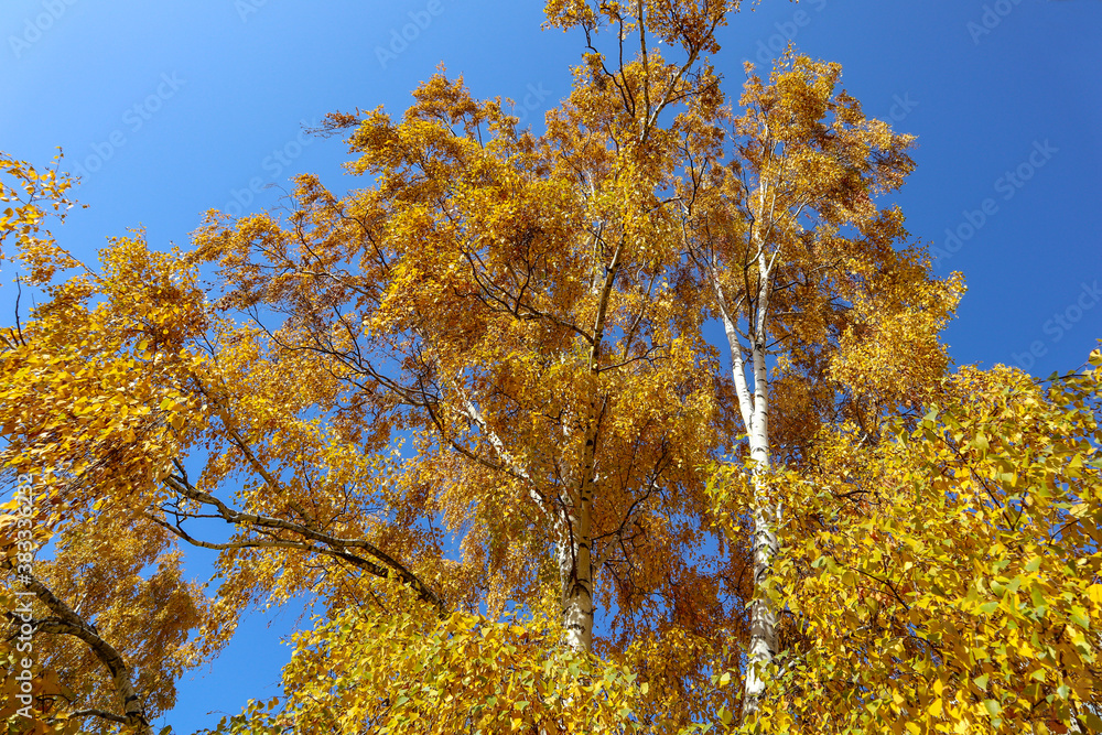 Fototapeta premium Yellow tree birch with blue sky in the fall. Beautiful bright autumn view with leaves and branches lit by natural sunlight.