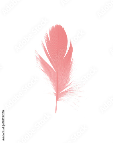 pink feather isolated on white background © nadtytok28