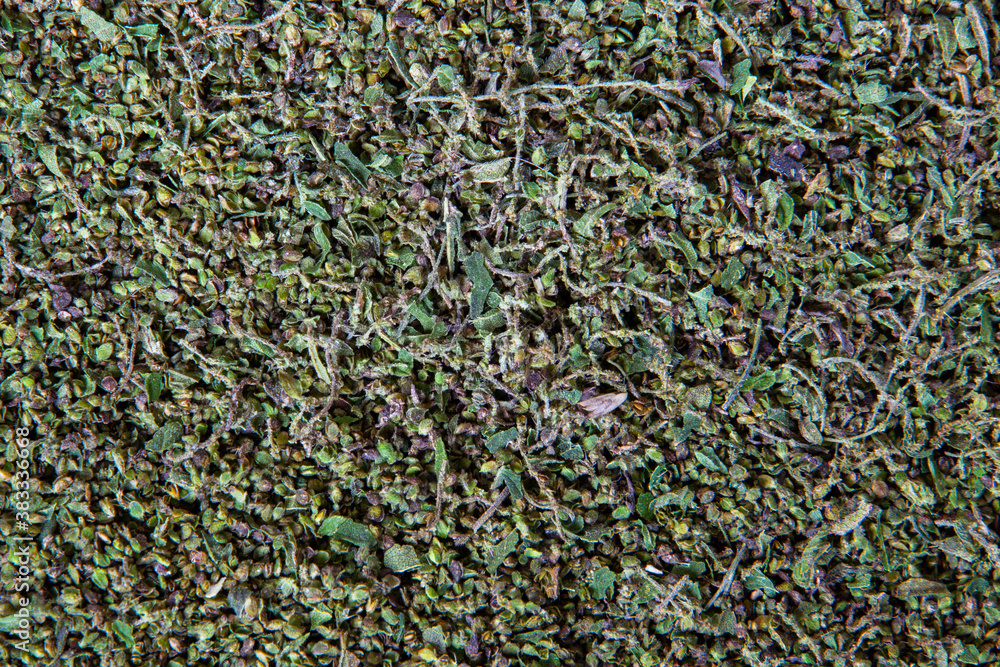 Stinging nettle seeds texture for natural background Stinging nettle seeds texture for natural background