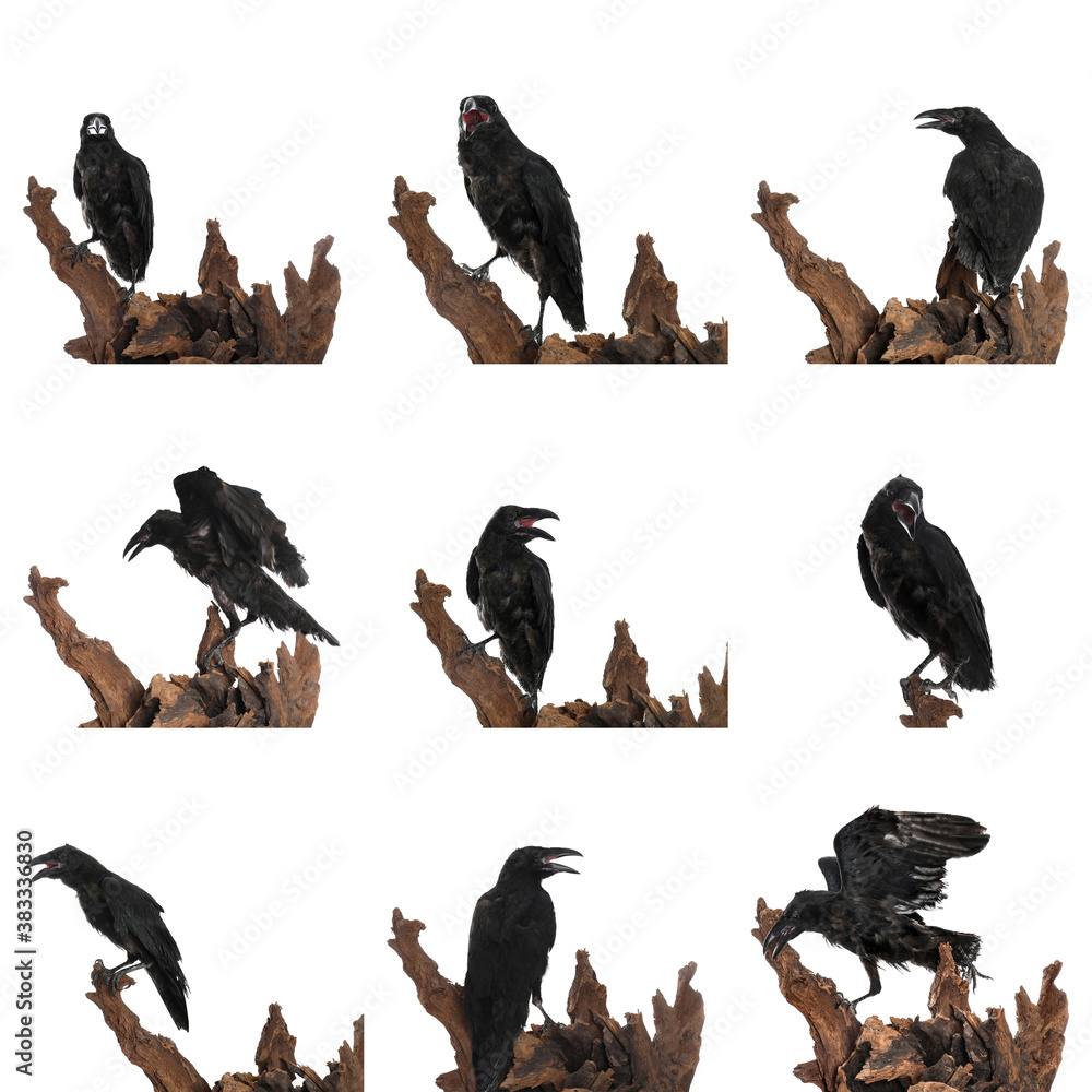 Fototapeta premium Collage with black ravens on white background
